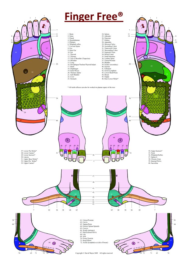 Reflexology foot chart